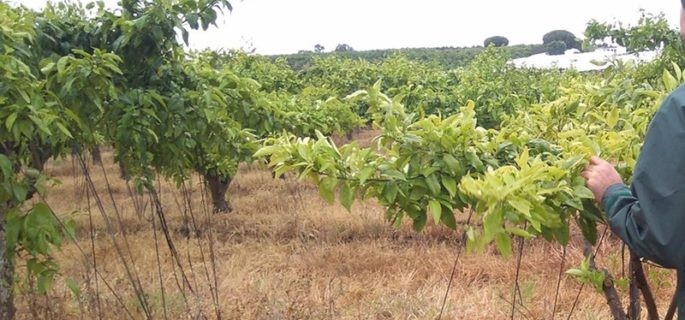 seprona toma muestras de una finca en cartaya