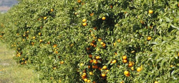 mandarina orri en huelva