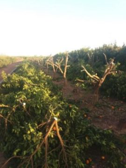 eliminadas 40000 plantas ilegales