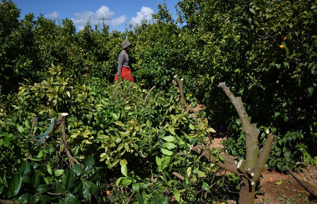 PLANTACIONES-ILEGALES-MANDARINAS-ORRI-1068x688