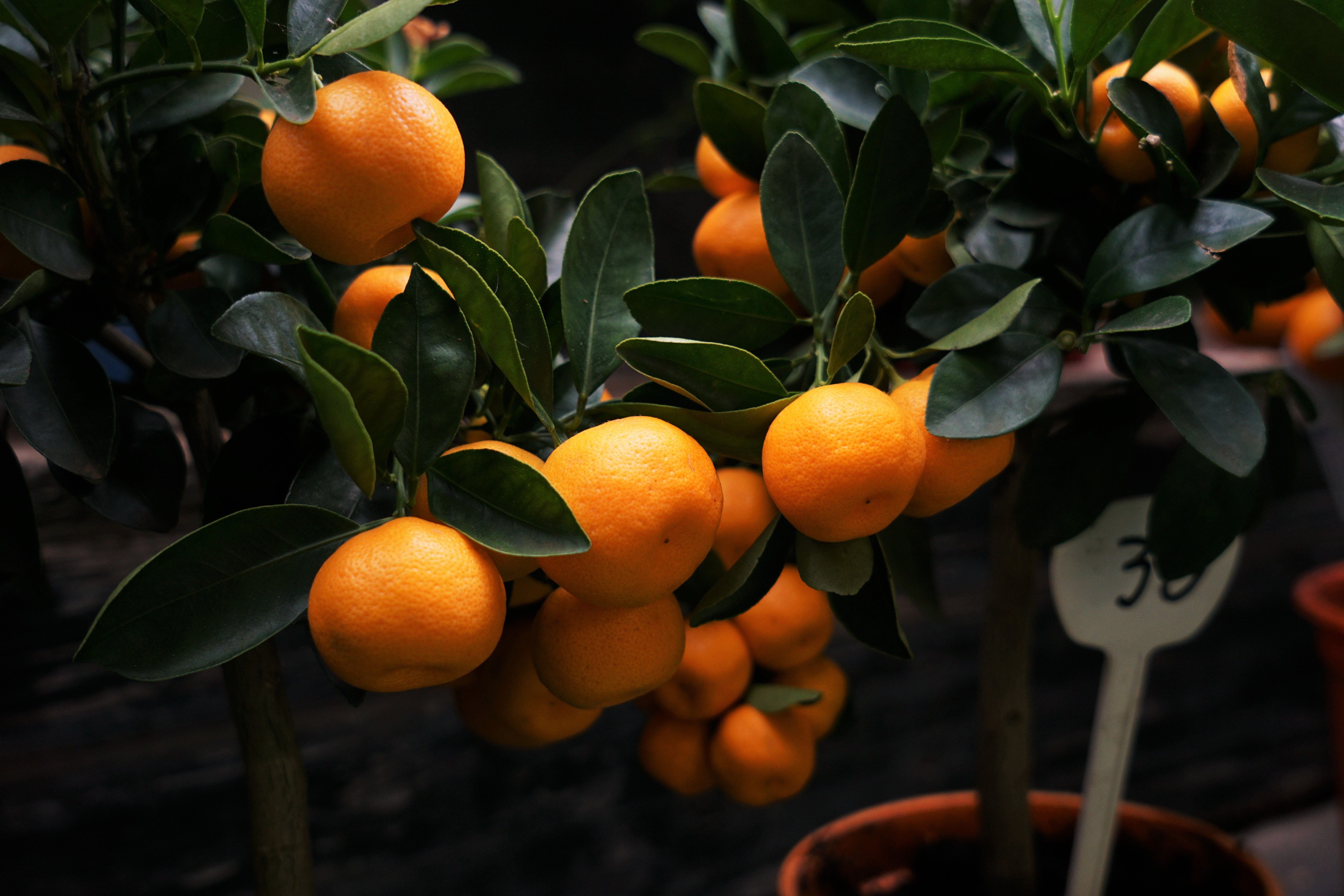 mandarinas-orri-valencia