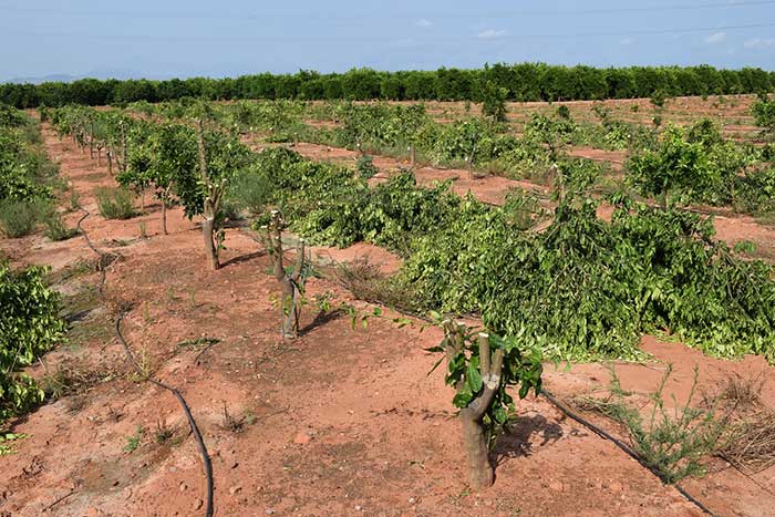 plantas orri arrancadas