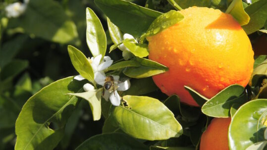 mandarina ORRi
