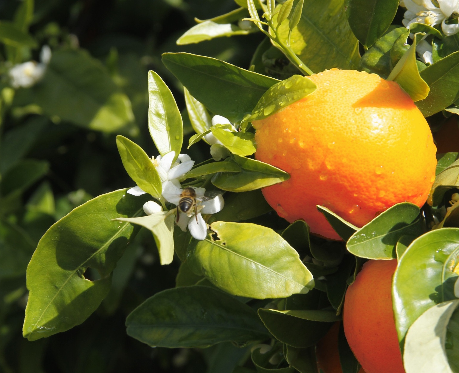 mandarina ORRi