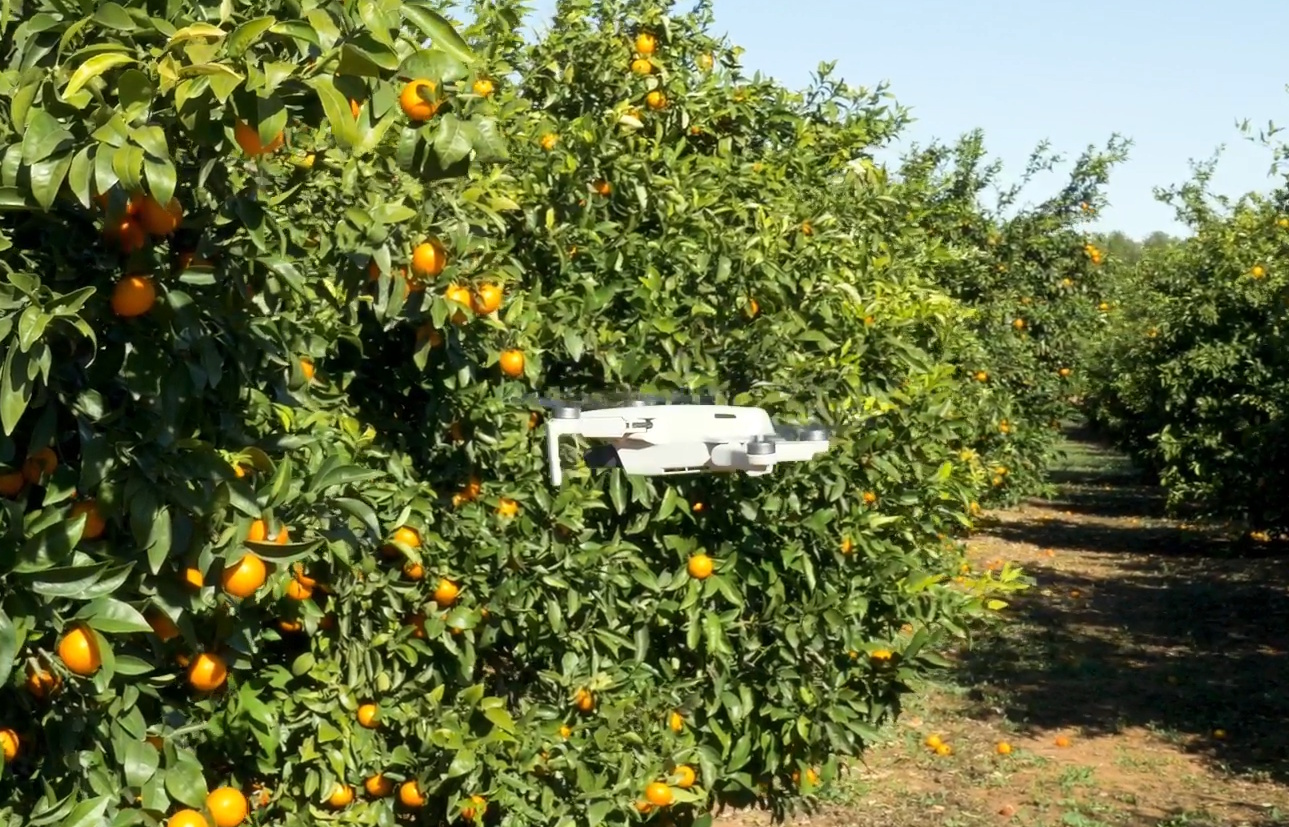 mandarina ORRi