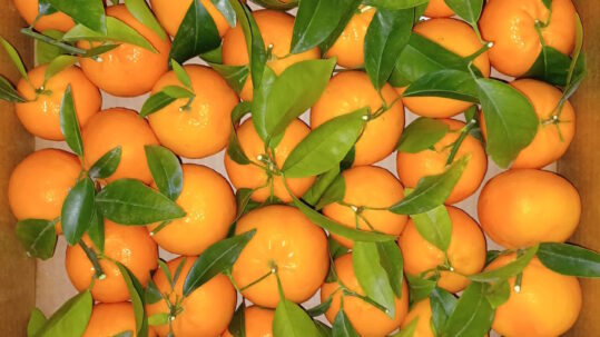 mandarina ORRi