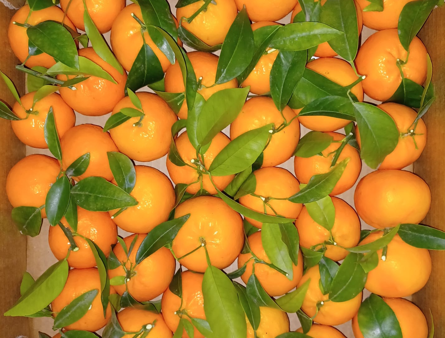 mandarina ORRi